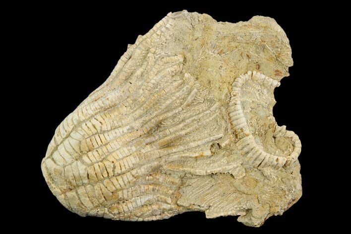 Fossil Crinoid (Zeacrinites) - Alabama #122385